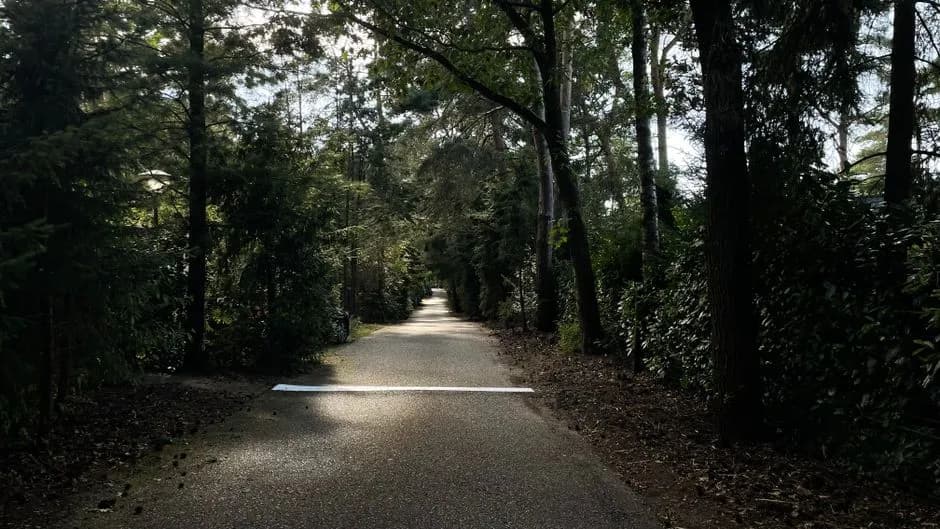 Tranquil pathway surrounded by lush trees at Het Loo Forest, Netherlands, perfect for a peaceful walk.
