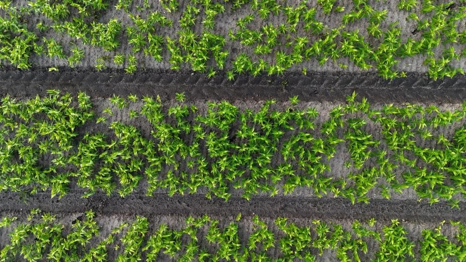Aerial shot of vibrant green plants in Dutch farmland, showcasing sustainable agriculture.