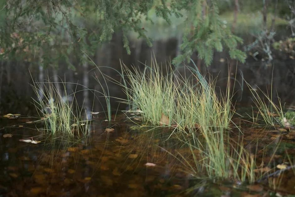 Tranquil wetland scene featuring grasses reflecting in calm water.