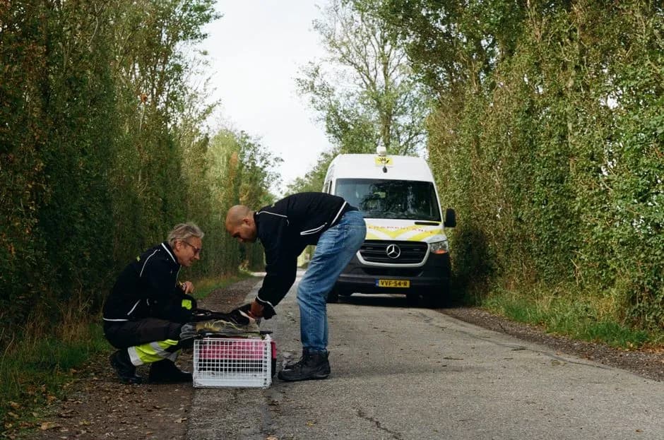 Two rescuers assist animal on rural road in Zeeland, Netherlands.