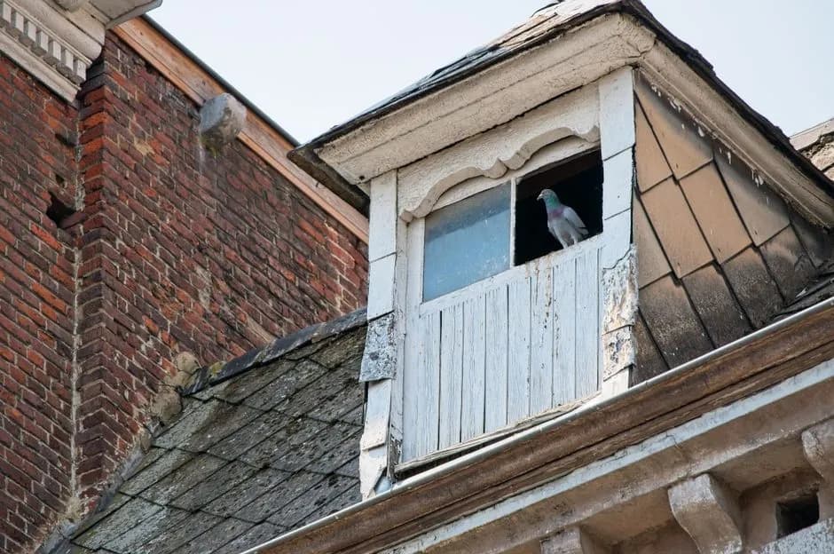 A pigeon sits in a window of an old residential building with a slate roof and brick exterior.
