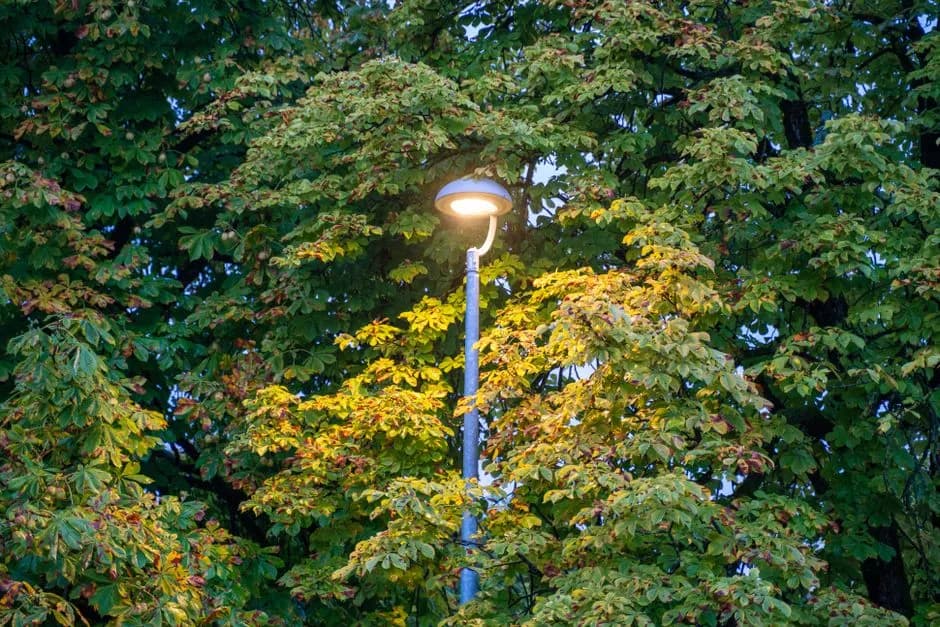 A street light brightens colorful autumn leaves on a tree, signaling the change of seasons.