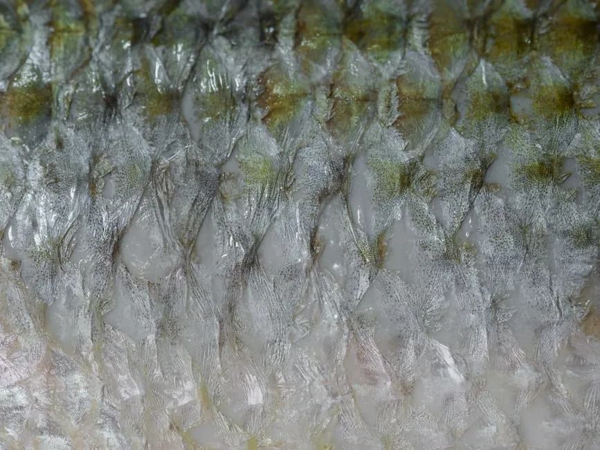 Detailed macro shot of fish scales showcasing natural texture and patterns.