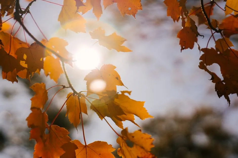 How to Set Fall Sun Angle in ArchiMaster 3D (2026)