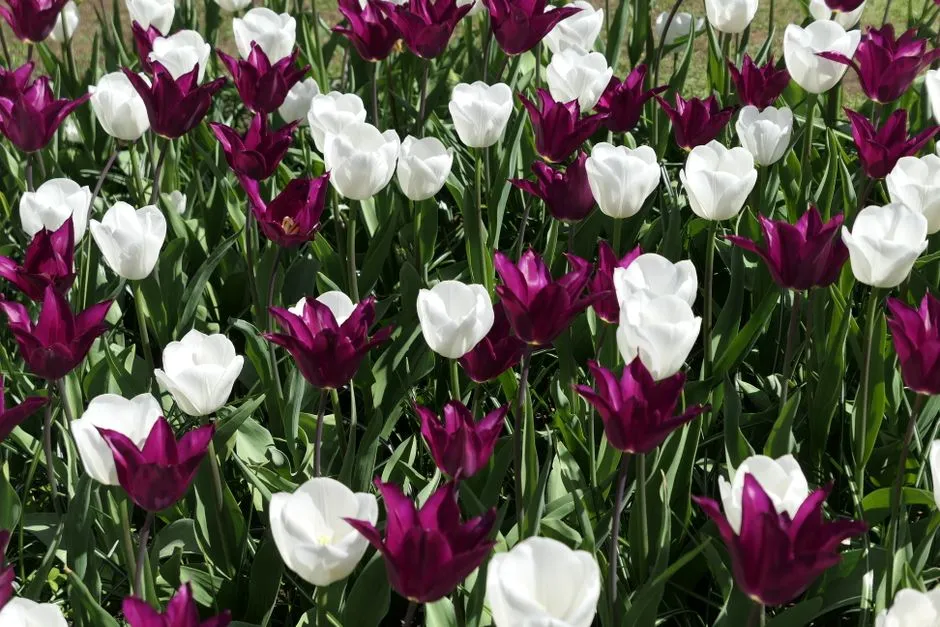 Vibrant purple and white tulips in full bloom in Lisse, Netherlands during spring.