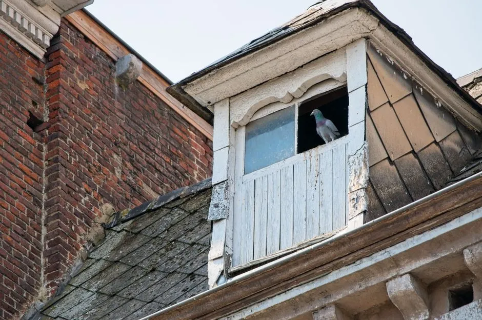 A pigeon sits in a window of an old residential building with a slate roof and brick exterior.