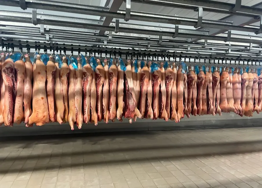 Rows of pork carcasses hang in industrial slaughterhouse refrigerator.