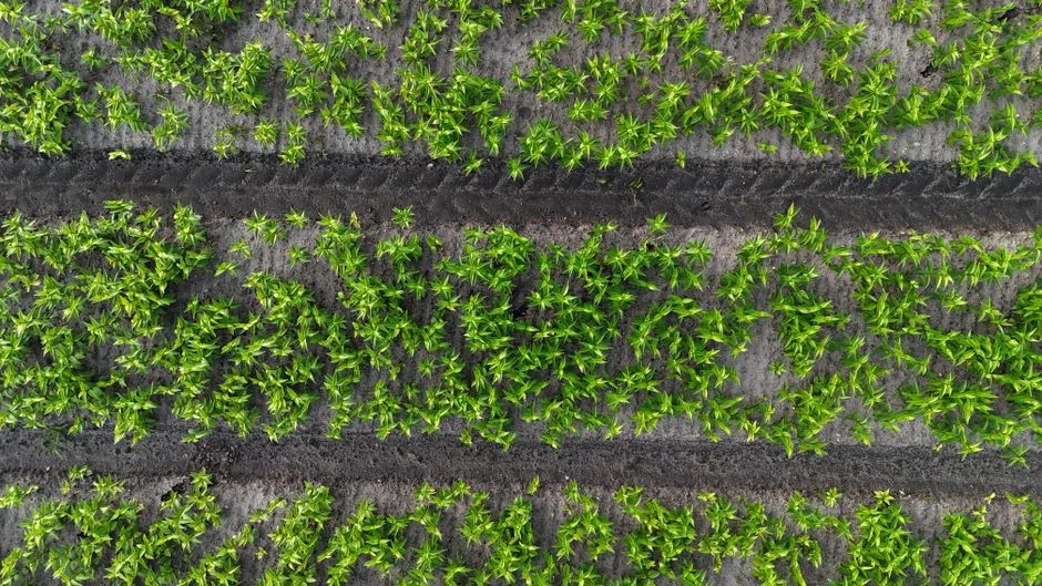 Aerial shot of vibrant green plants in Dutch farmland, showcasing sustainable agriculture.